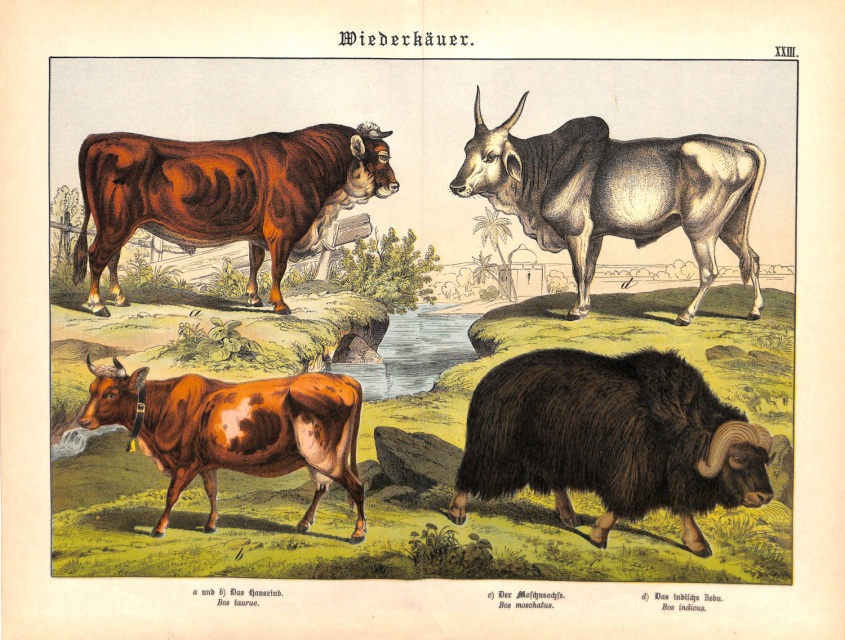 Original antique chromolithograph print 1880 Zoology Natural History Animals Livestock Cattle Cow Bull Brahmin Durham Zebu
