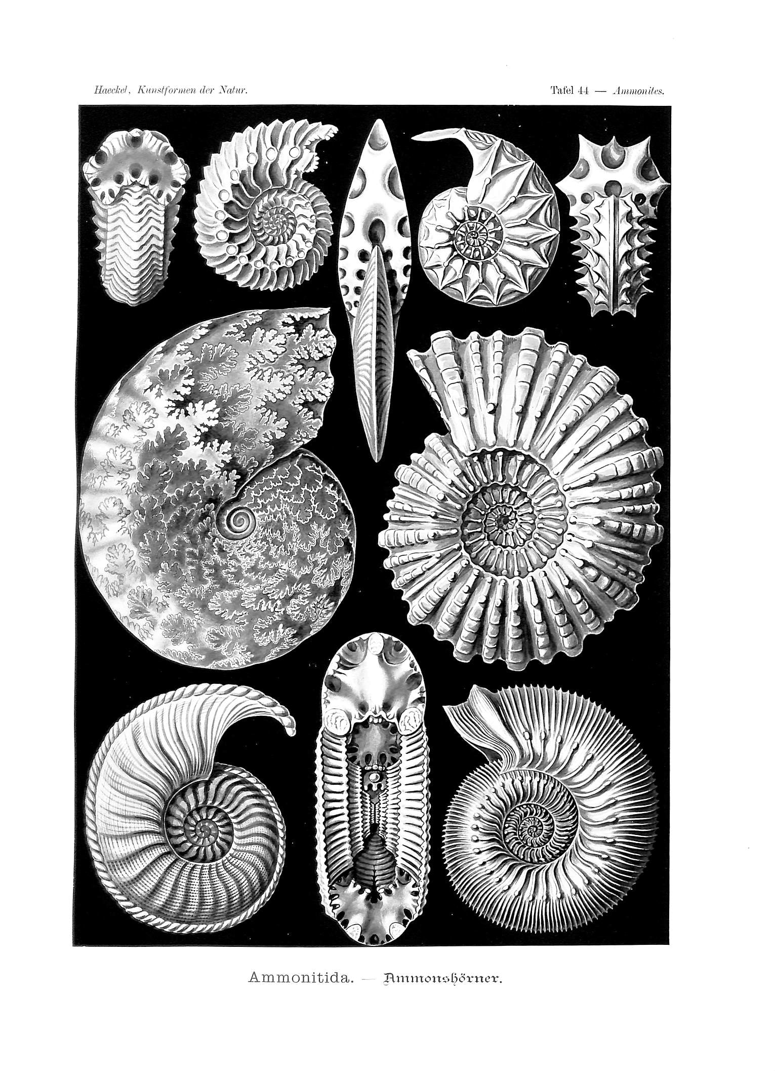 Stepoidea Ernst Haeckel Art Forms in Nature Fine Art Print 