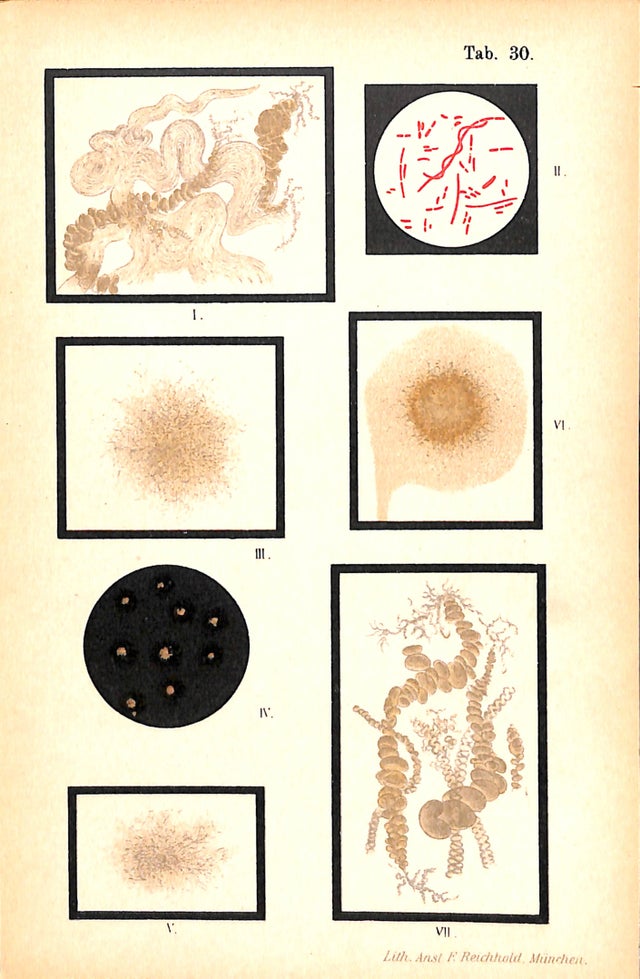 Bacteriology, Bacteria Bacterium Zopfii, Antique Print 1901, Matted (No ...