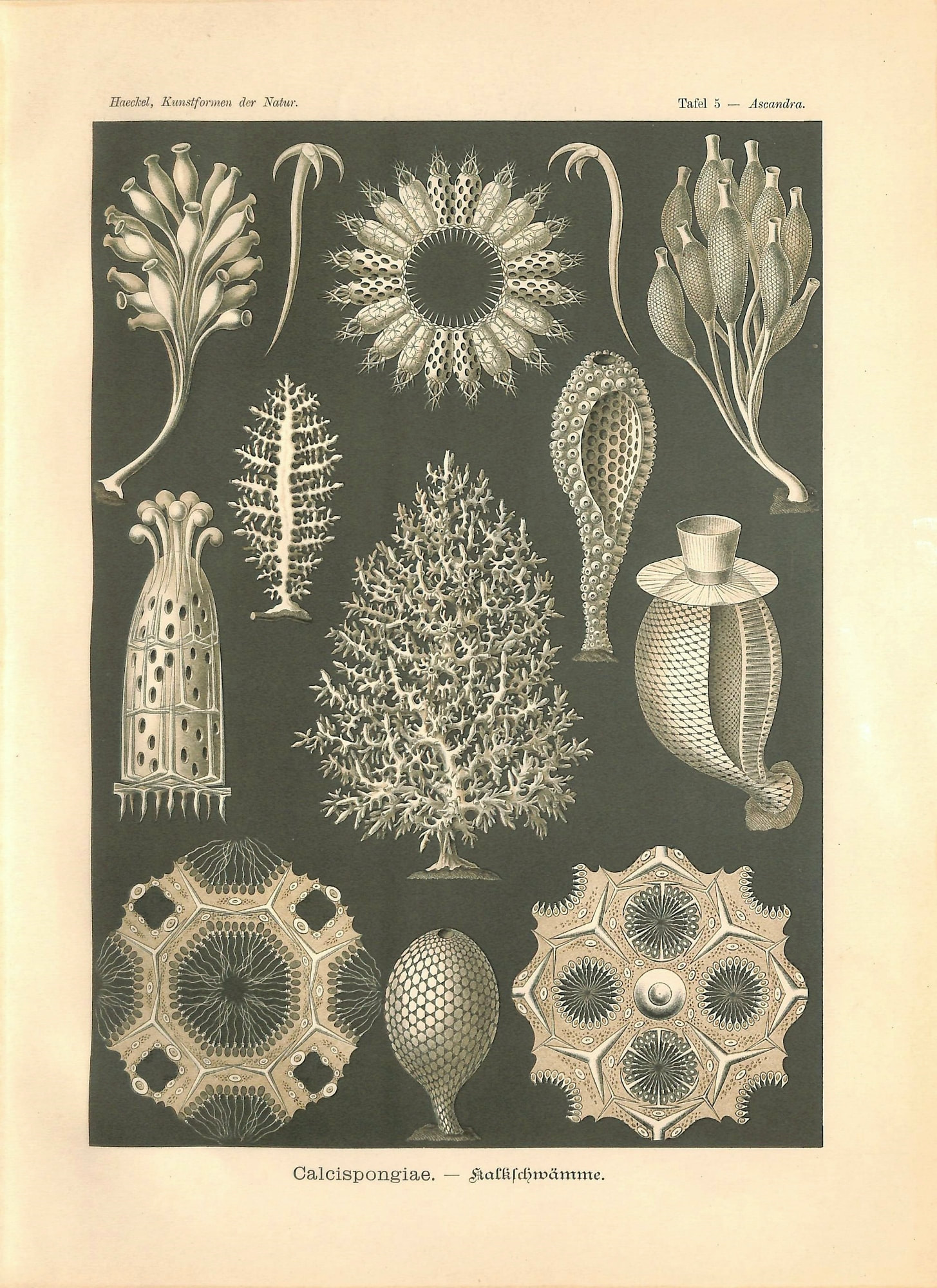 Sponges, Porifera Painting by H.M. Blainville - Fine Art America